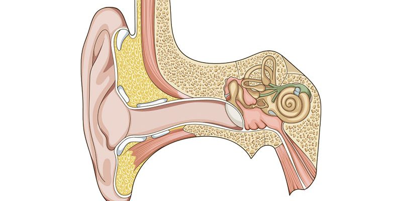 وستیبولار گوش چیست